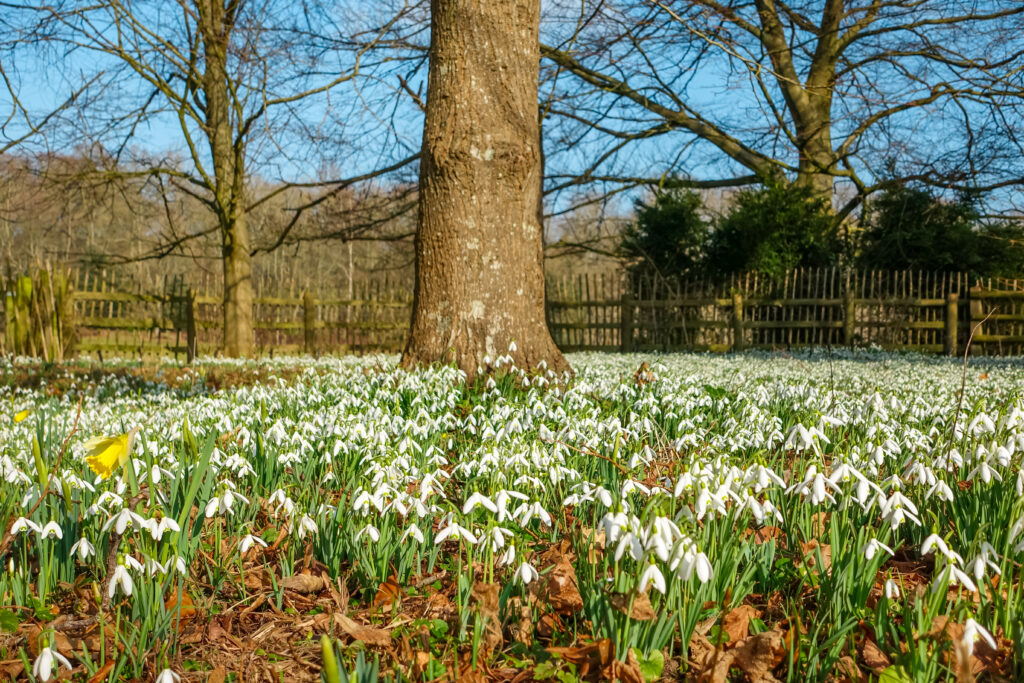During February you will find a sea of white snowdrops at the historic house, Greys Court. The snowdrops are located deep in the woods of the grounds at Greys Court, Henley on Thames..