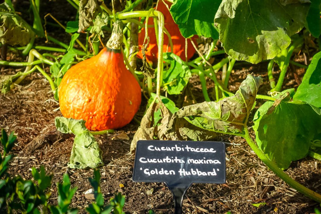 Cliveden House is not only known for being one of the most beautiful historic houses in England, but also for its stunning grounds and gardens. In the walled garden you can find a range of plants, including pumpkins growing in the autumn, as well as various toparies and shrubbery.
