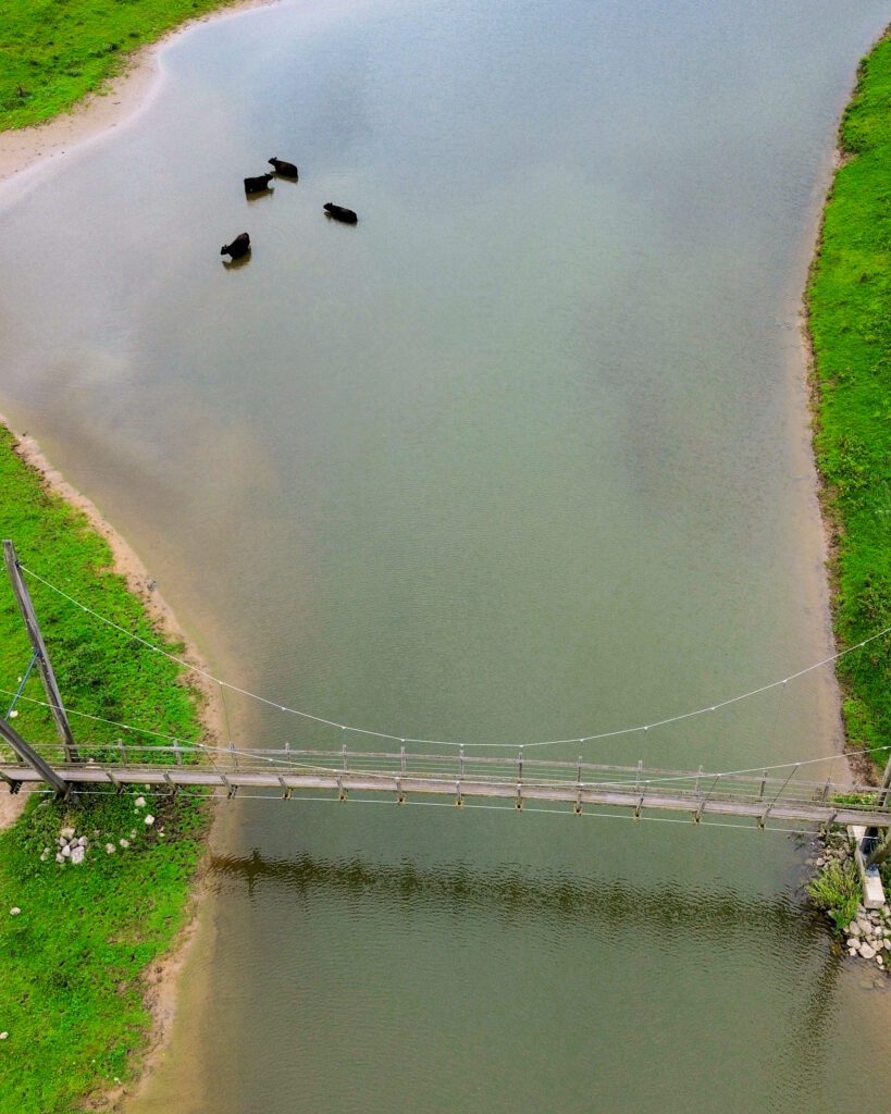 An aerial view of the Meinerswijk nature reserve in Arnhem, accessible with the Deutschlandticket from Düsseldorf in Germany. There is a small wooden bridge and cows bathing in the water.