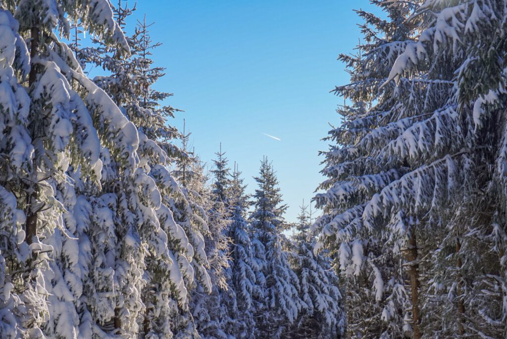 The snow-capped fir trees of the landscape at Willingen create a winter-wonderland like atmosphere, on a backdrop of blue sky.