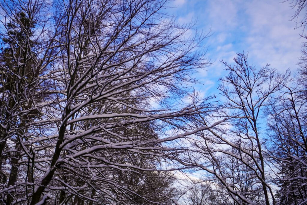 Snow capped trees dance against a backdrop of a blue sky, with grey clouds floating over it in Willingen.