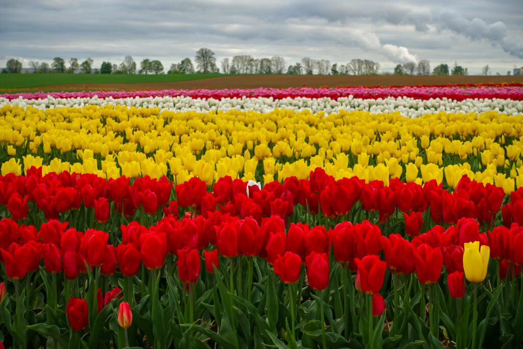 Colourful red, yellow and white flowers are contrasted against a backdrop of a grey, moody, dramatic sky, with the sun setting behind the clouds. A glow between the clouds can be observed.