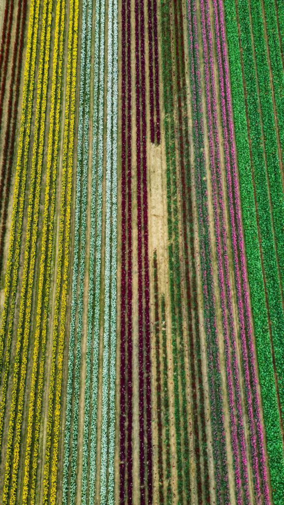 A picture of the rows of colourful tulips from above at Heckhauser Weg in Grevenbroich, Germany. This is a secret tulip field in Germany. On the left are yellow tulips, then white. In the middle of the field there is a gap where the hard ground can be seen in between the tulips.