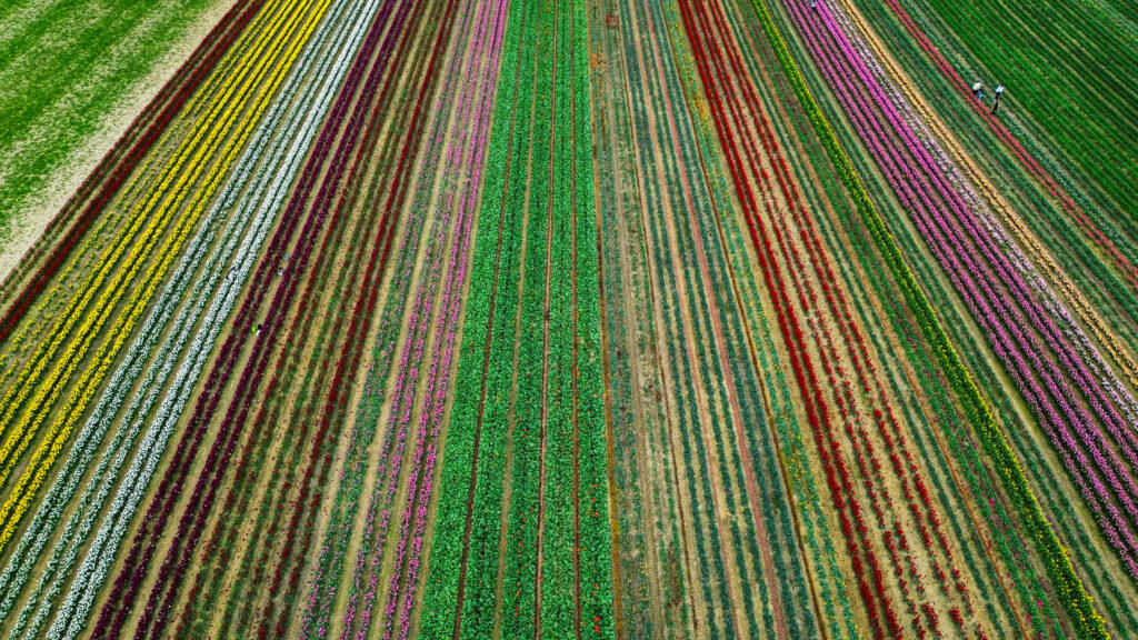 Rows of colourful tulips line the tulip fields in Germany. Near Düsseldorf you will find a secret tulip field in Grevenbroich, where rows of colourful tulips bloom. From yellow, red, pink and orange tulips, these are lined up in rows across the field.